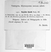 Puccinia sorghi image